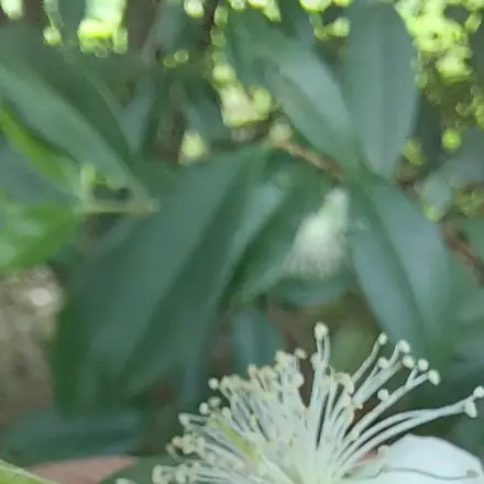 Foto de Cereja-do-rio-grande