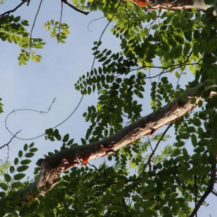 Foto de Cerejeira-da-Amazônia