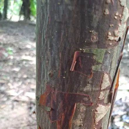 Foto de Cerejeira-da-Amazônia