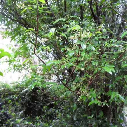 Foto de Chal-chal