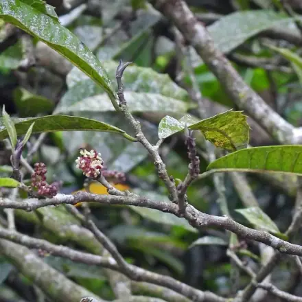 Foto de Cincho