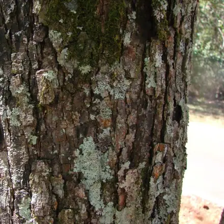 Foto de Copaíba