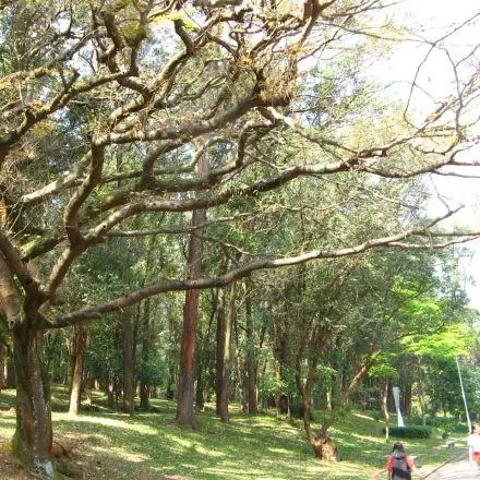 Foto de Copaíba
