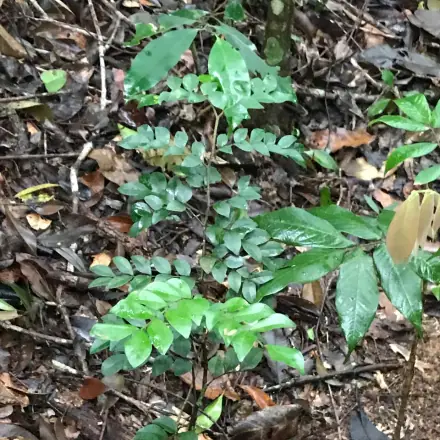 Foto de Copaíba