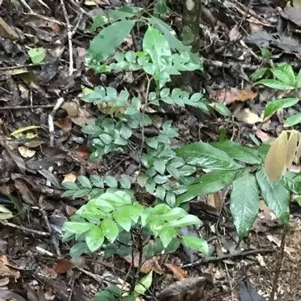 Foto de Copaíba