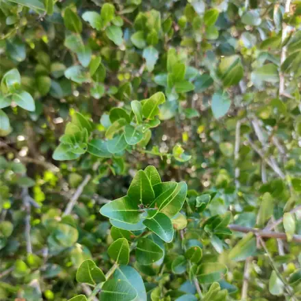 Foto de Coronilha