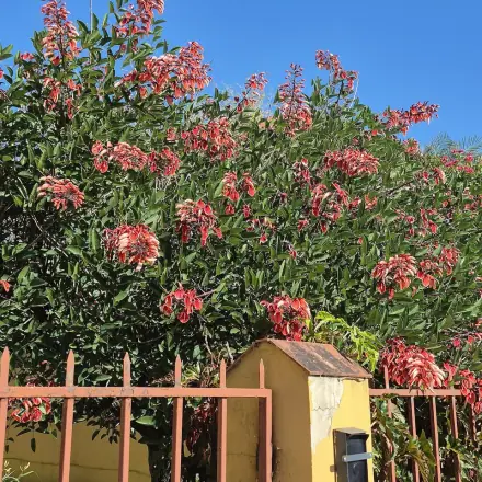 Foto de Corticeira-do-banhado