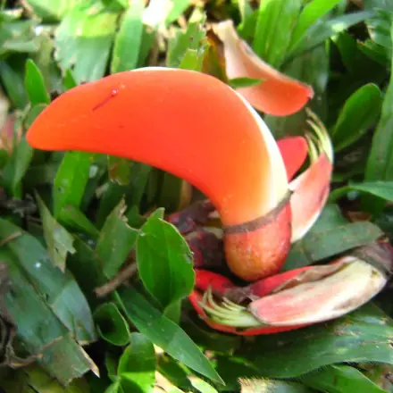 Foto de Corticeira