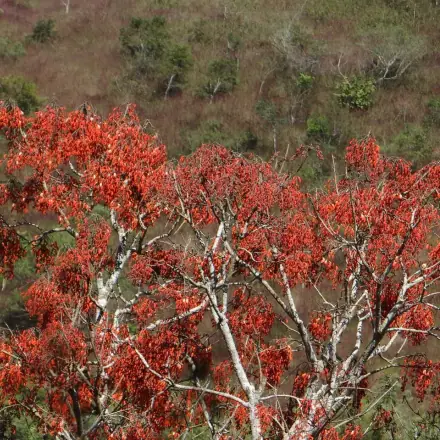 Foto de Corticeira