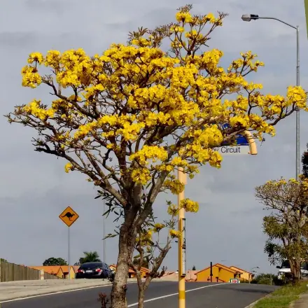 Foto de Craibeira