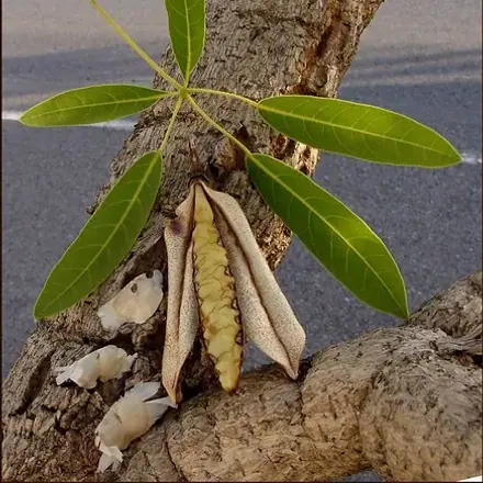 Foto de Craibeira