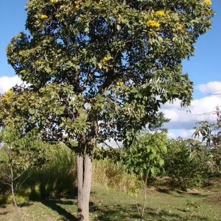 Foto de Craibeira