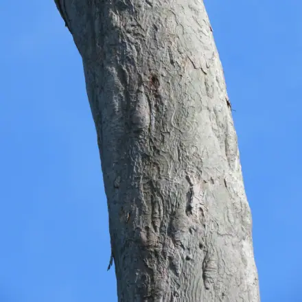 Foto de Cumaru