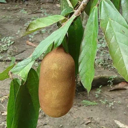 Foto de Cupuaçu