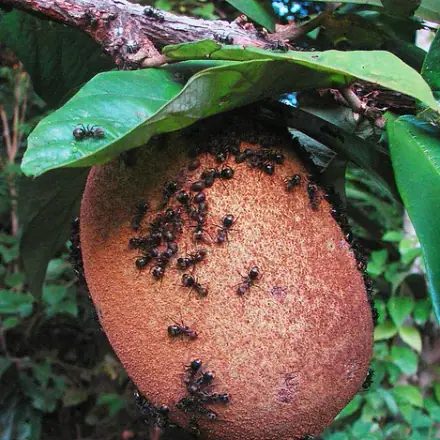 Foto de Cupuaçu