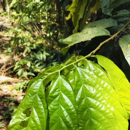 Foto de Cupuaçu