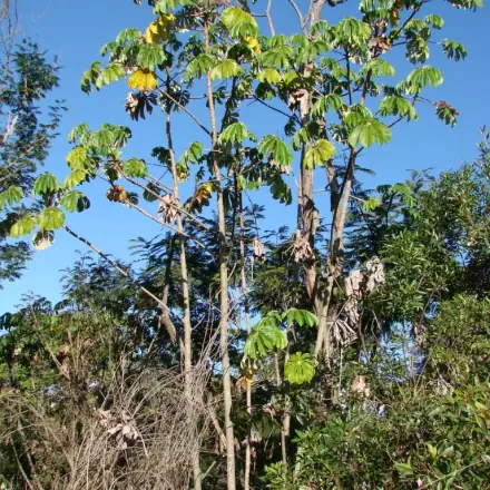 Foto de Embaúba