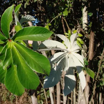 Foto de Embaúba