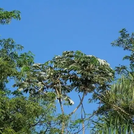 Foto de Embaúba