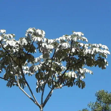 Foto de Embaúba-prateada