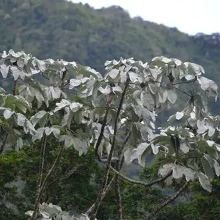 Foto de Embaúba-prateada