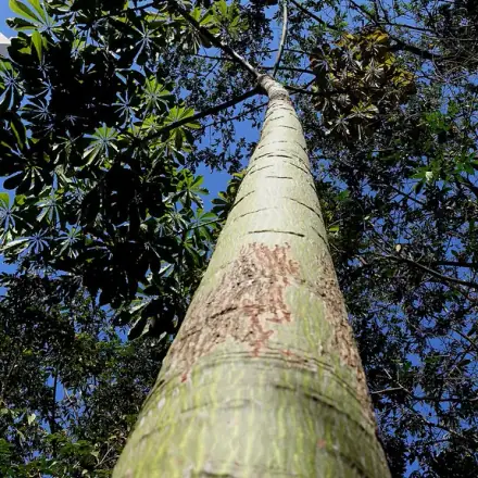 Foto de Embiruçu