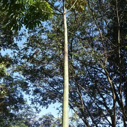 Foto de Embiruçu