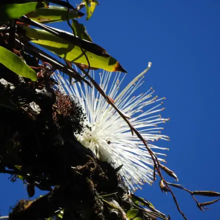 Foto de Embiruçu
