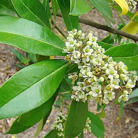Foto de Erva-mate