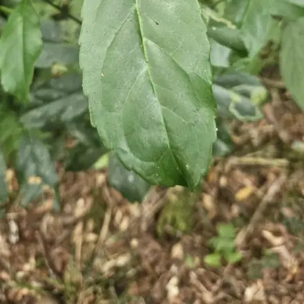 Foto de Erva-mate