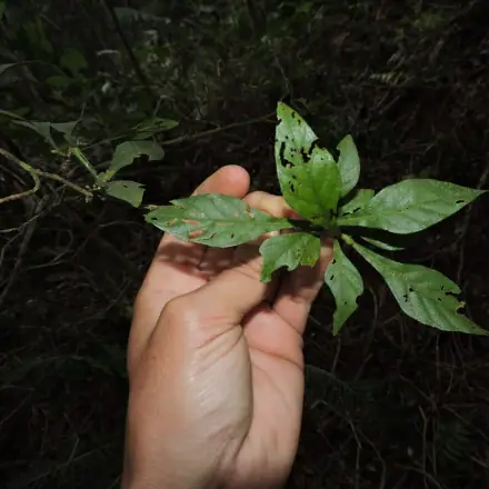 Foto de Falsa-pelada