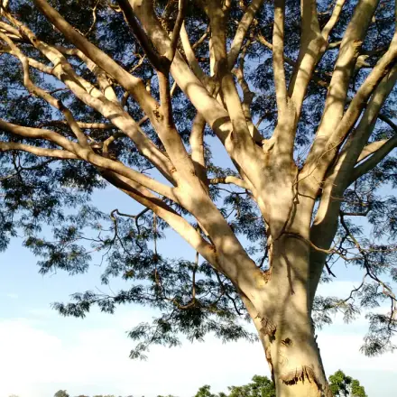 Foto de Farinha-seca