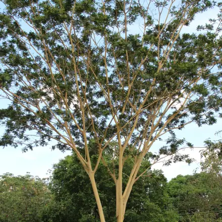 Foto de Farinha-seca