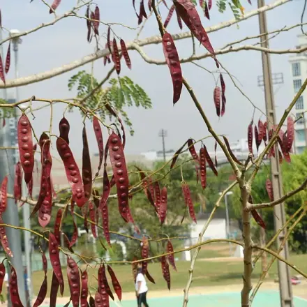Foto de Farinha-seca