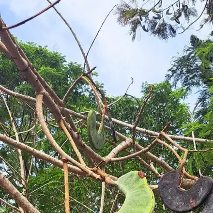 Foto de Faveira-benguê