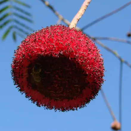 Foto de Faveira-de-bolota