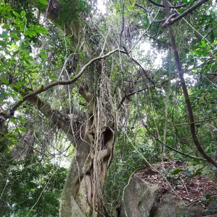 Foto de Figueira-brava