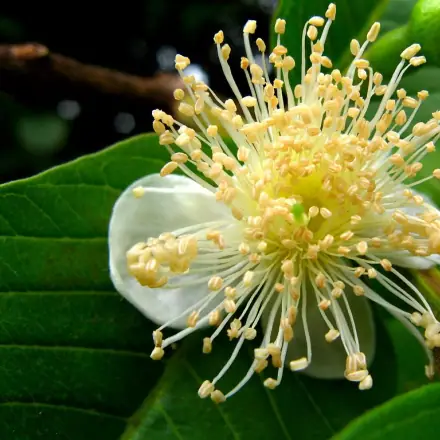 Foto de Goiaba