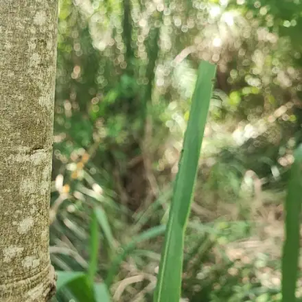 Foto de Gonçalo-alves