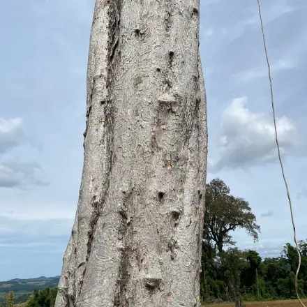 Foto de Grápia