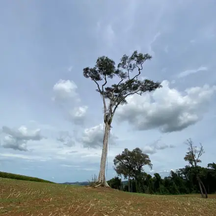 Foto de Grápia