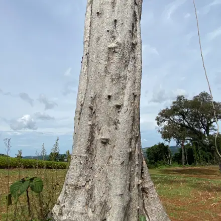 Foto de Grápia