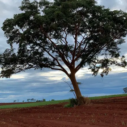 Foto de Grápia