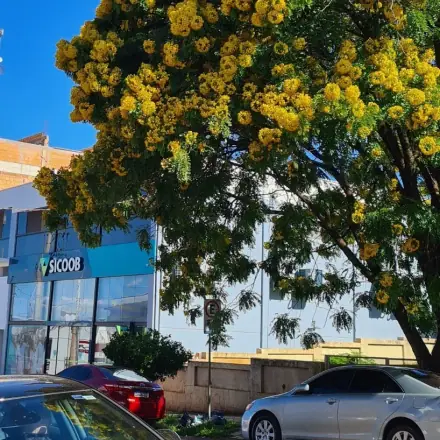 Foto de Grinalda-de-noiva