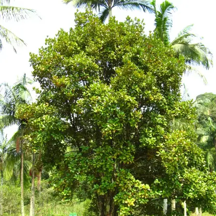 Foto de Grumixama