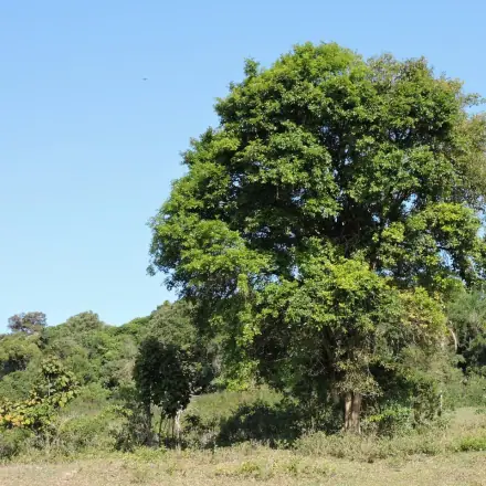 Foto de Guabiroba