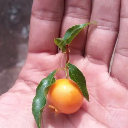 Foto de Guabiroba