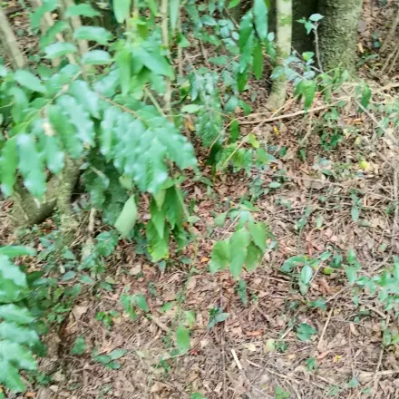 Foto de Guaçatonga