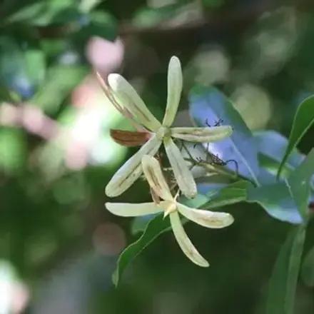 Foto de Guajuvira