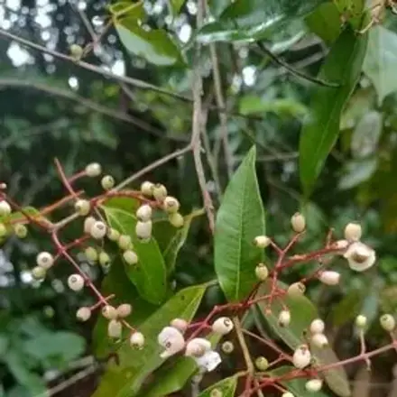 Foto de Guamirim-chorão